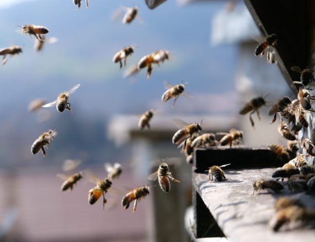 abeille miel des Hautes Vosges artisanal